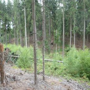 forestman1.jpg