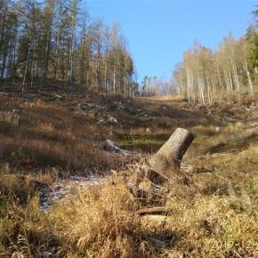 Firma stále nezalesnila pozemky na Žďársku. Inspektoři ČIŽP jí uložili další pokutu, tentokrát 388 tisíc korun .jpg