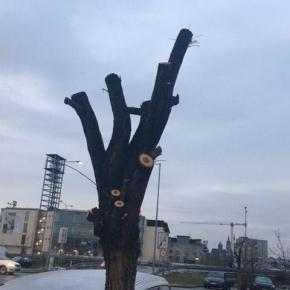 Strom poškozený nevhodným ořezem