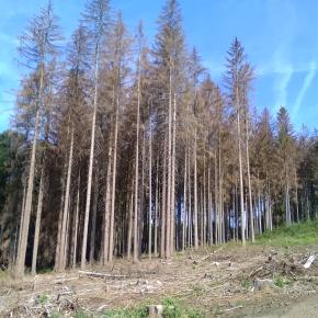 Další vysoká pokuta za nedostatečnou péči o kůrovcem napadený les - pro obec Hodonín