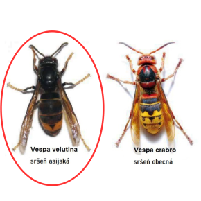Sršeň asijská vs sršeň obecná