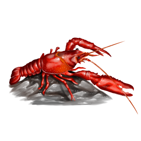 rak červený (Procambarus clarkii) se vyznačuje významným invazním potenciálem v případě úniku do volné přírody.
