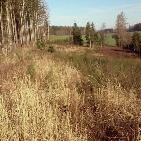 Foto Forestman.jpg