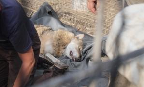 Zanedbávaní vlci z nelegálního chovu mají nový domov v ZOO Tábor 