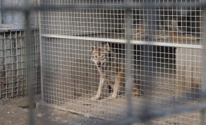 Zanedbávaní vlci z nelegálního chovu mají nový domov v ZOO Tábor 