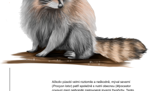 Mýval severní