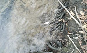 V řece Olešná v obci Žabeň byly pozorovány uhynulé ryby. Příčina úhynu se vyšetřuje