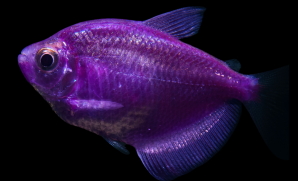 GMO ryby 2