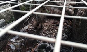 ČIŽP zabavila na Vysočině desítky nelegálně držených ptáků