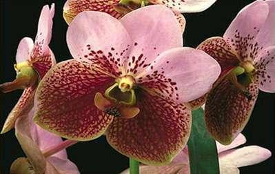 vanda_sanderiana_1.jpg