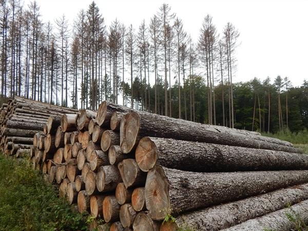 Firma nezajistila včasné zpracování kůrovcového dříví.JPG