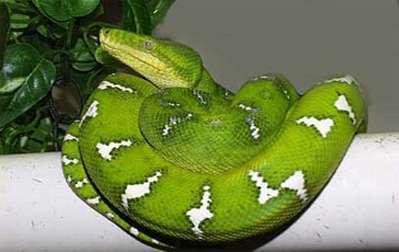 Corallus caninus_1.jpg