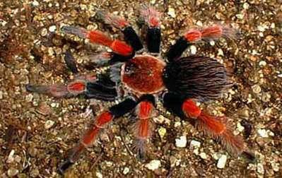 Brachypelma boehmei_1.jpg