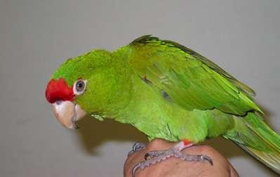 Aratinga wagleri frontata1_1.jpg