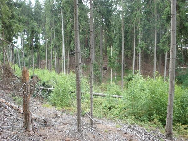 forestman1.jpg