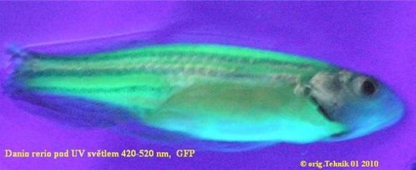 DANIO.jpg
