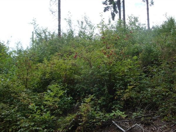 forestman4.jpg