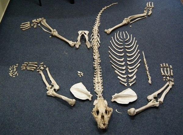 Kostra_tygra.jpg